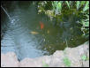 Three fish in a pond
