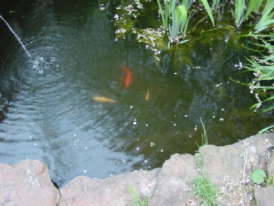 Three fish in a pond
