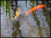 Fish Together