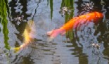 Fish Together, Small