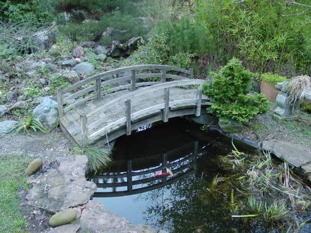 Pond in Winter