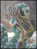 Summer's Gecko