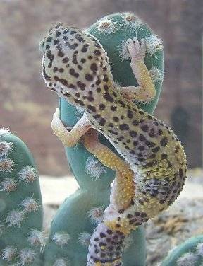 Summer's Gecko