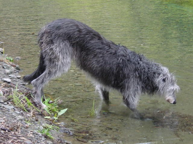 Lillie at the Stream