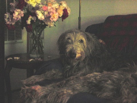 Lillie with Roses