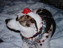 Lita's holiday hat