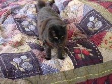 Samson on my bed