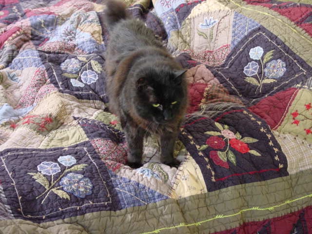 Samson on my bed
