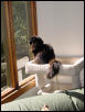 Samson on the cat tree