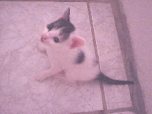 Kitten needs home!