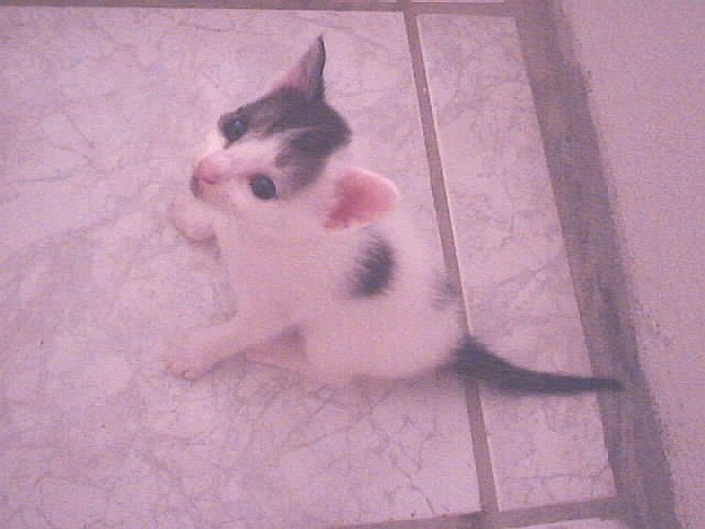 Kitten needs home!