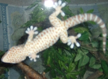 Tokay