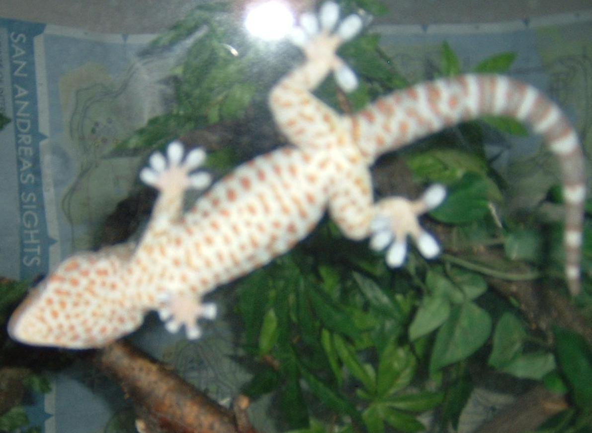 Tokay