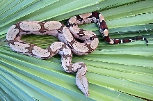 ad3