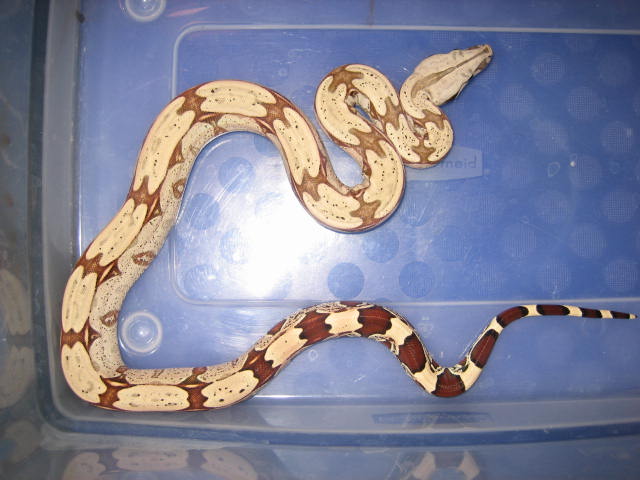 butternut
