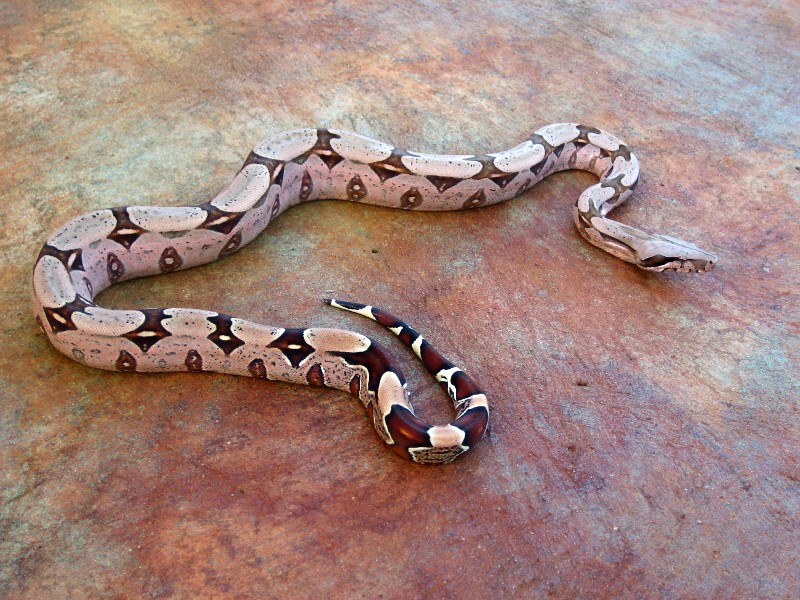 ad1