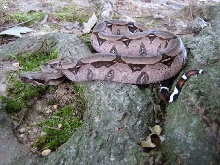 dy(2)103006