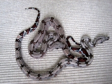 PL1