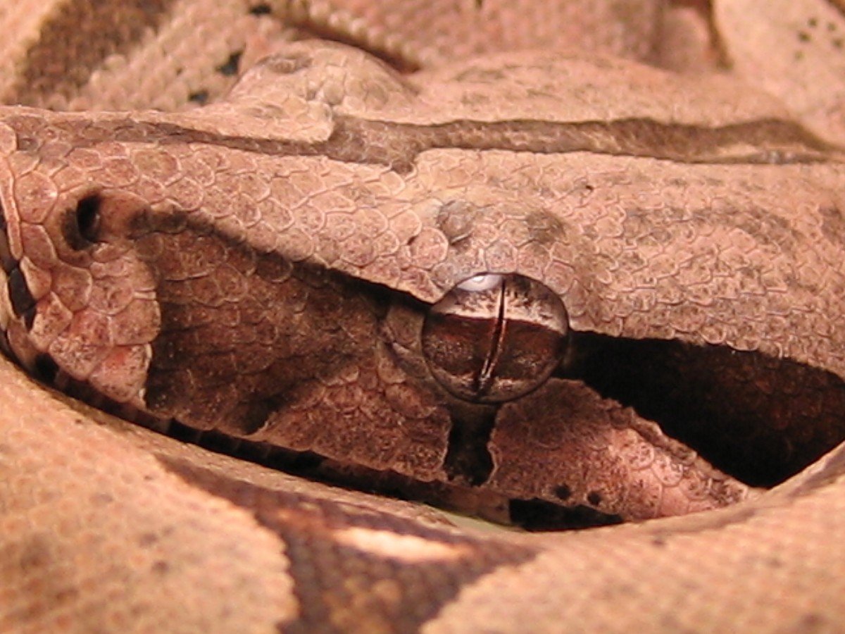 snakeeye1