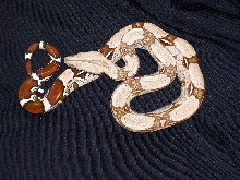 male suri1