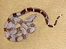male suri2