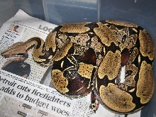 '03 female BCC