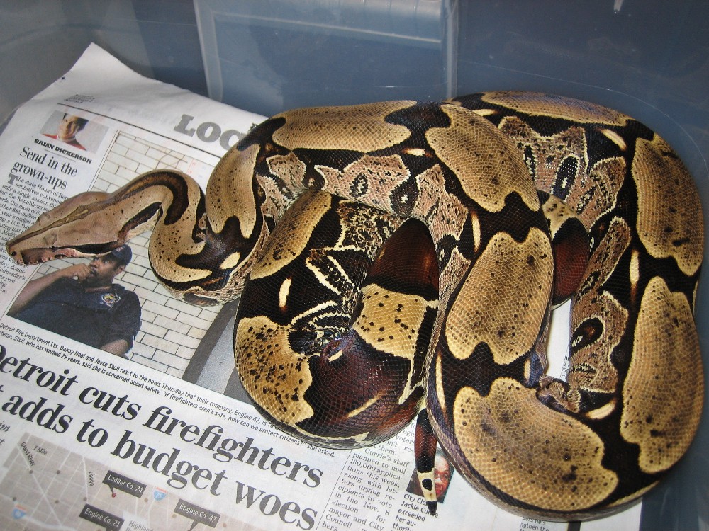'03 female BCC