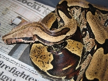 '03 female BCC