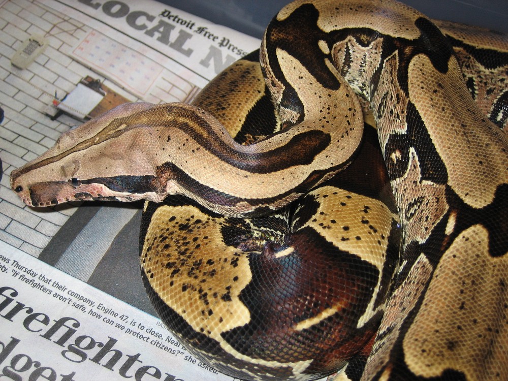 '03 female BCC