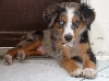 Iggy12weeks