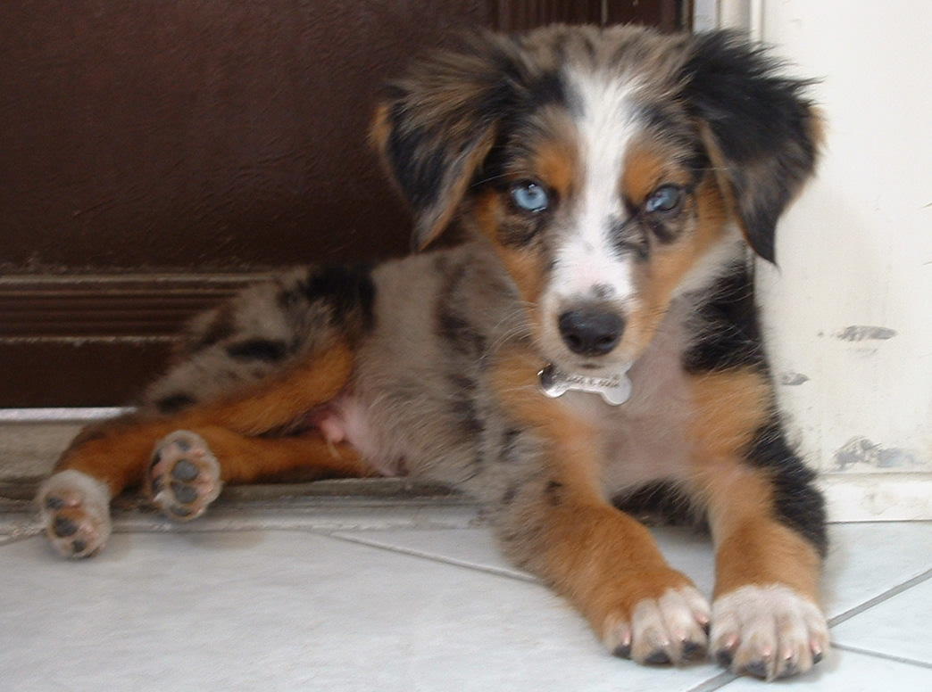 Iggy12weeks