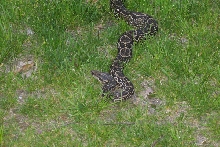 Argentine Boa