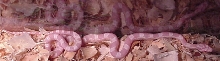 Artica2