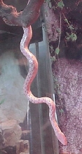 Artica3