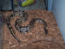 GT