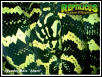 Adam, breeder male Jungle Carpet