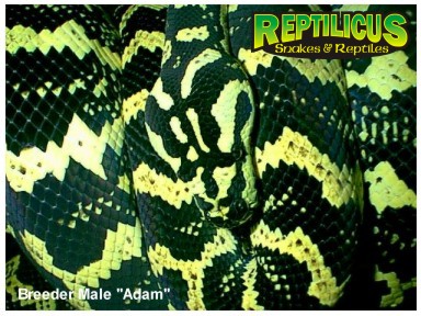 Adam, breeder male Jungle Carpet
