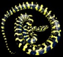 Reptilicus Reptiles - Logo