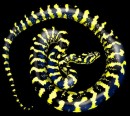 Reptilicus Reptiles - Logo