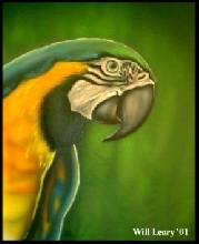 Blue & Yellow Macaw