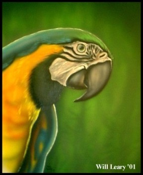 Blue & Yellow Macaw