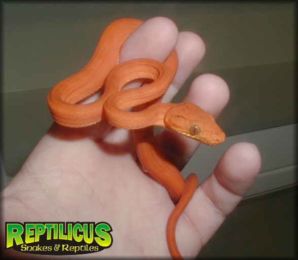 Orange ATB