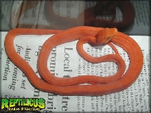 Orange ATB