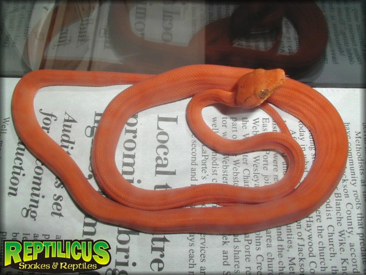 Orange ATB