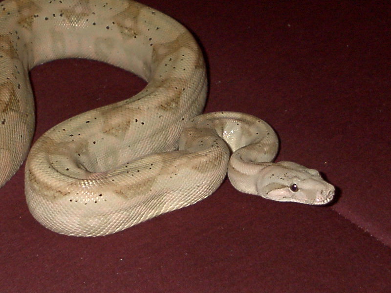 Male Hogg