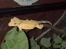 Matilda