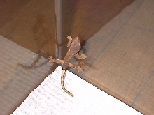First Baby Crested
