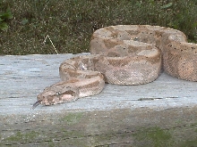 "Cruiser"  2001 Male