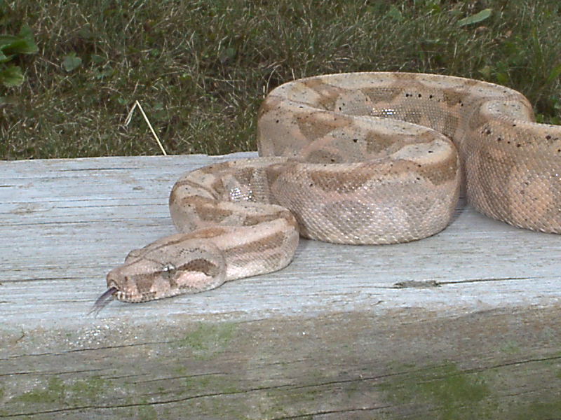 "Cruiser"  2001 Male
