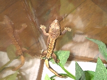 Baby Crestie #2